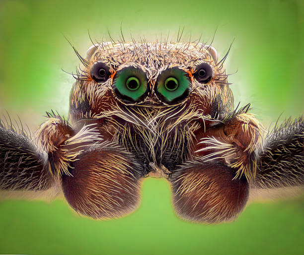 istock Extreme magnification - Jumping spider portrait, front view 613244348