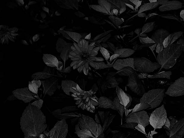 istock Autumn asters on a black and white image 613244488