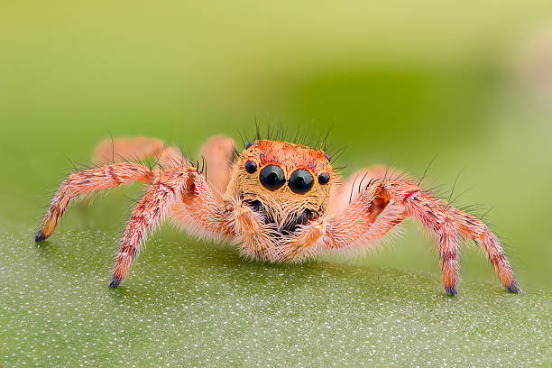 Extreme magnification - Yellow jumping spider on a leaf stock photo