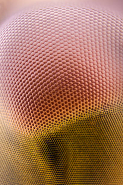 Extreme magnification - Dragonfly compound eye texture stock photo