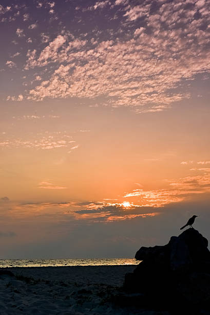 istock Morning glow in Cancun and birds (vertical) 613245194