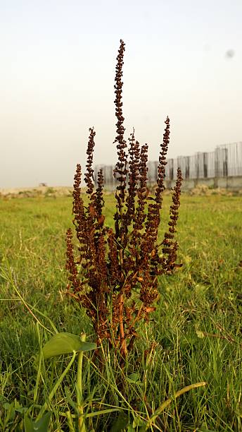 istock Old plant in green field. 613245502