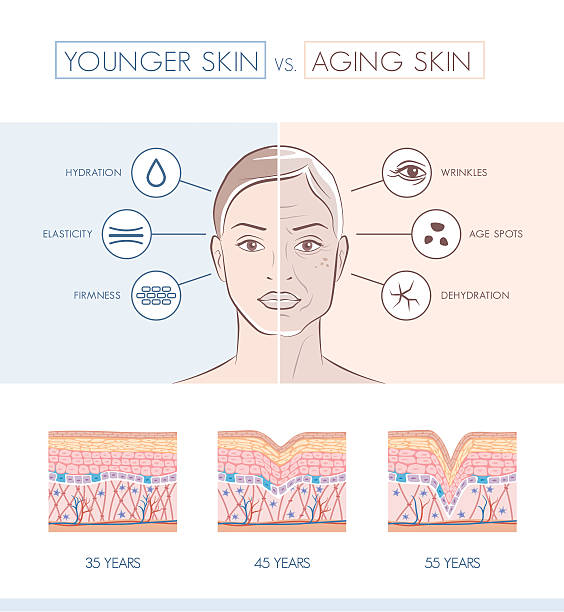 ilustrações de stock, clip art, desenhos animados e ícones de younger and older skin comparison - wrinkled