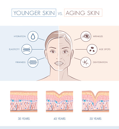 Young healthy skin and older skin comparison, skin layers and wrinkles diagram