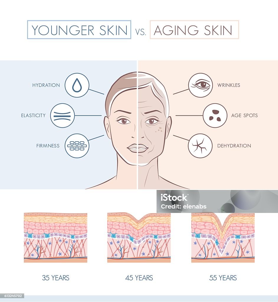 Younger and older skin comparison Young healthy skin and older skin comparison, skin layers and wrinkles diagram Human Face stock vector