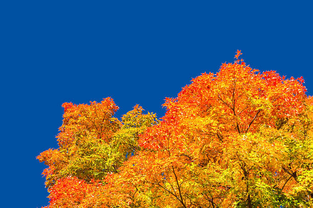 istock Autumn maple trees with red leaves 613245754