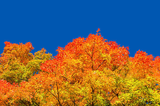 istock Autumn maple trees with red leaves 613245790