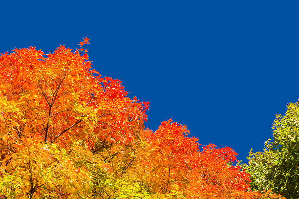 istock Autumn maple trees with red leaves 613245830