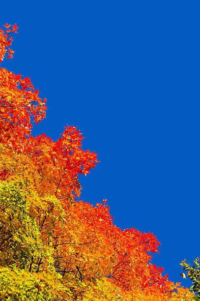 istock Autumn maple trees with red leaves 613246090