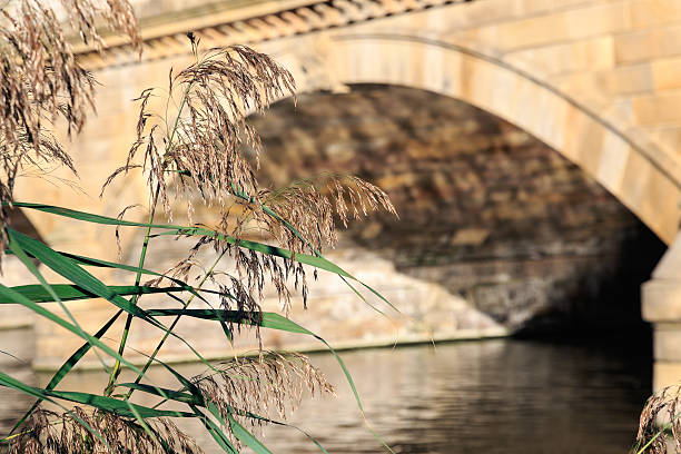 Dry reeds with Serpentine Bridge in the background in Hyde Park, London