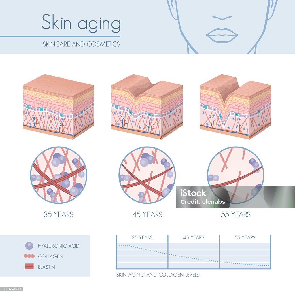 Hautalterung - Lizenzfrei Menschliches Collagen Vektorgrafik