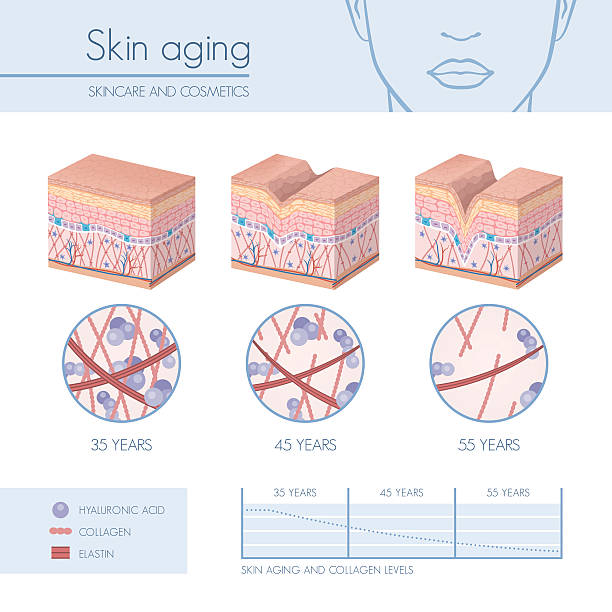 Skin aging Skin aging stages diagrams, collagen and elastin progessive decrease close up, skincare infographics skin stock illustrations