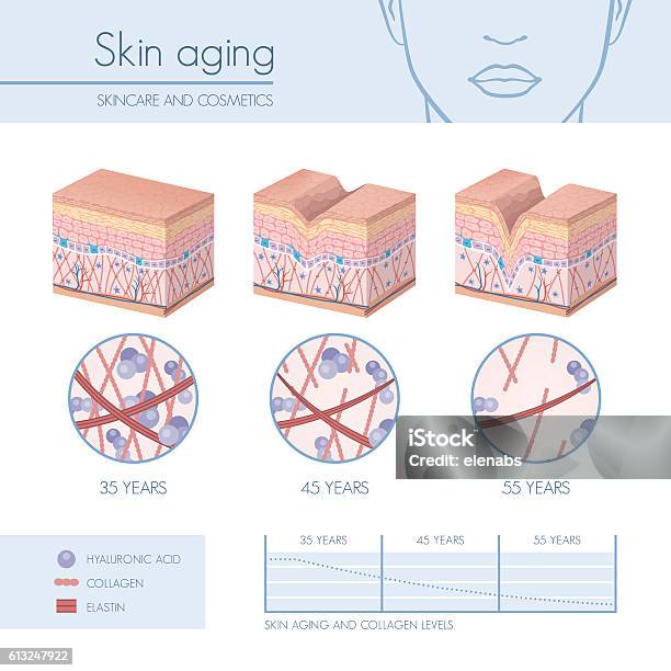 Skin Aging Stock Illustration - Download Image Now - Collagen, Aging Process, Senior Adult