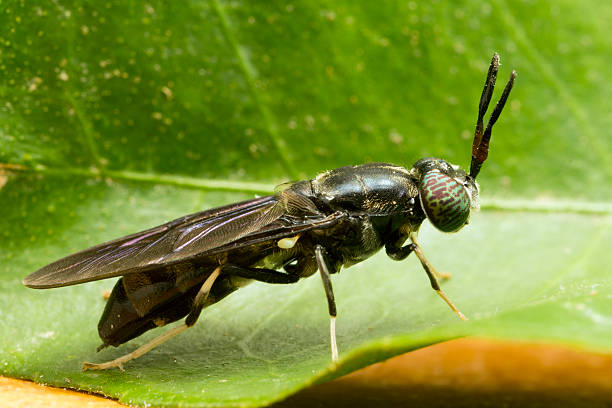 soldat fliegen aus nächster nähe - fly insect animal eye macro stock-fotos und bilder