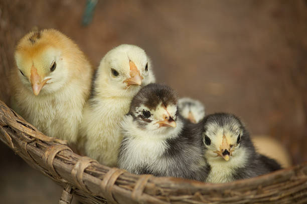 Baby Chicken stock photo