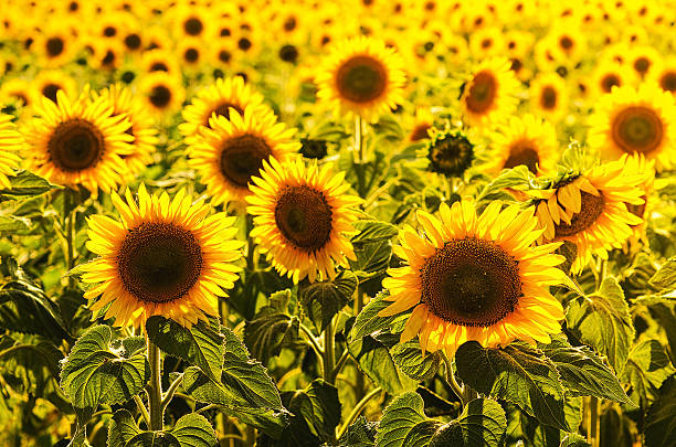 istock Young sunflowers on a glade 613249642