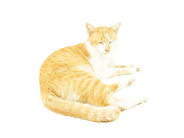 istock Portrait of cat on white background 613251774