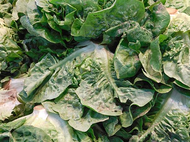istock texture of salad 613252380