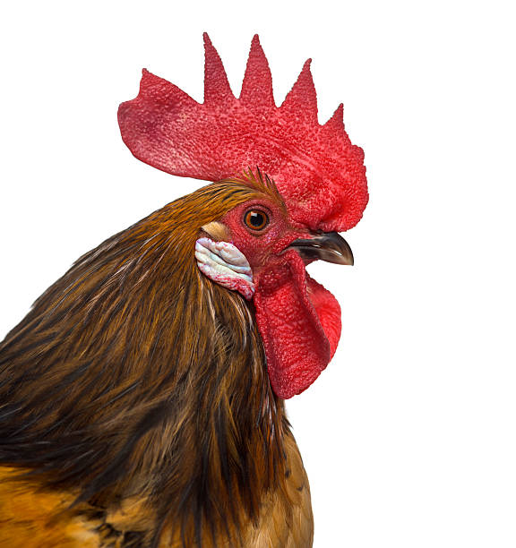 istock Close-up of a Belgian rooster isolated on white 613253430