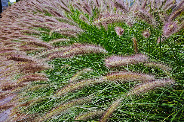 Pennisetum alopecuroides - garden decoration Fountain Grass Pennisetum alopecuroides - garden decoration plant Fountain Grass pennisetum stock pictures, royalty-free photos & images