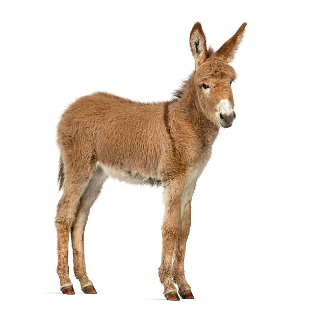 istock Side view of a Provence donkey foal isolated on white 613253470