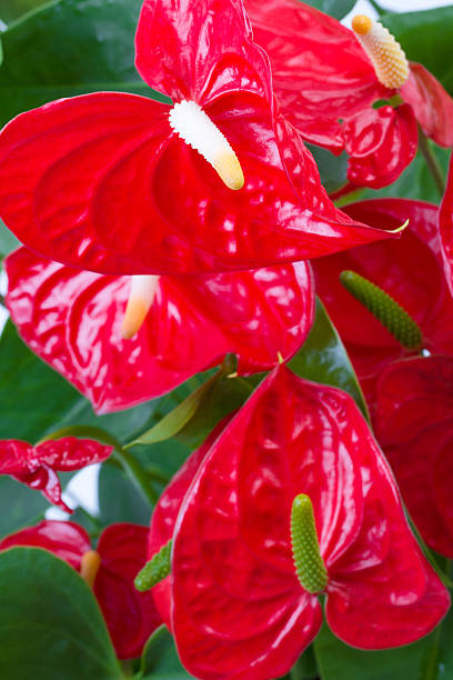 istock Red anthurium flower close up 613254132