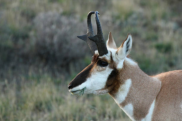 istock Pronghorn Antelope at the morning 613254320