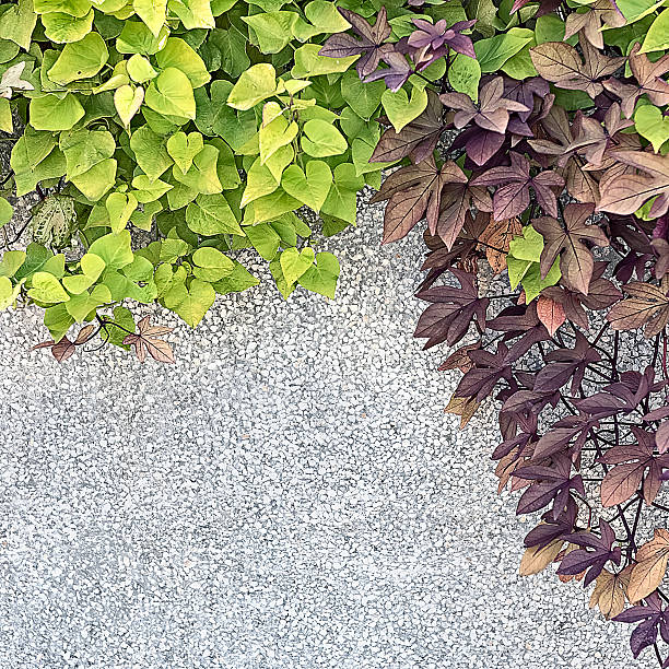 istock climbing plant on the white plaster walls 613254542