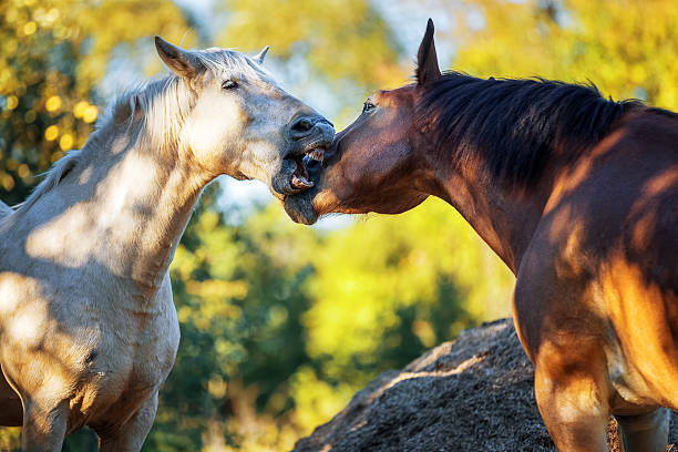 istock Horse love and confrontation 613254900