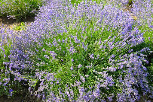 bush of blossoming lavender in the summer field