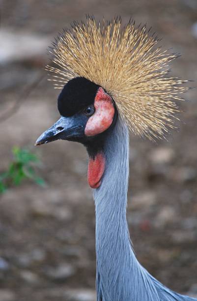 istock Portrait of Grey Crowned Crane 613255710