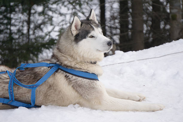 istock one dog Husky lays on snow alone 613300540