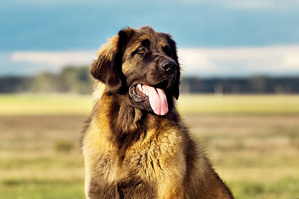 istock Leonberger dog in nature 613300924