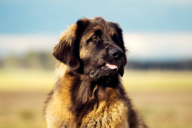 istock Leonberger dog in nature 613300958