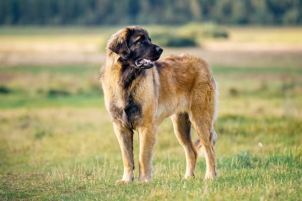 istock Leonberger dog in nature 613301190