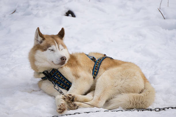 istock one dog Husky lays on snow alone 613301372