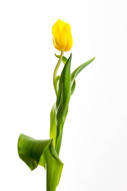 istock Yellow tulips on white background 613301446