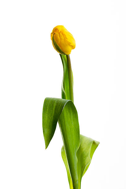 istock Yellow tulips on white background 613301534