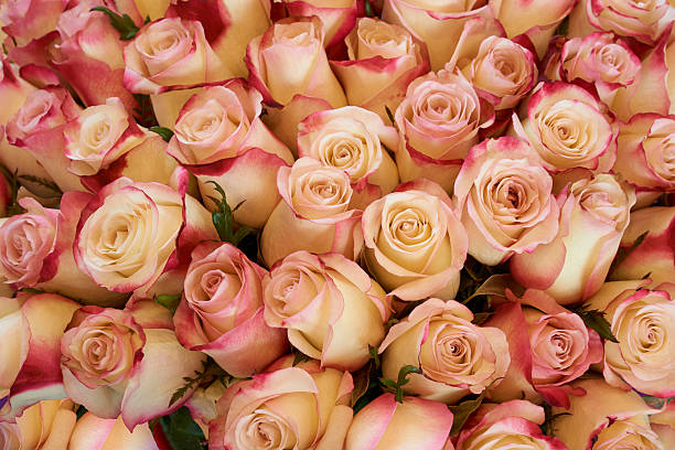 istock Heap of roses 613301982