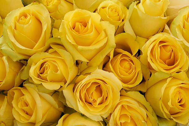 istock Bunch of yellow roses 613302064