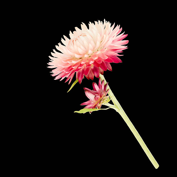 istock Strawflower with stalk on a black background 613302180