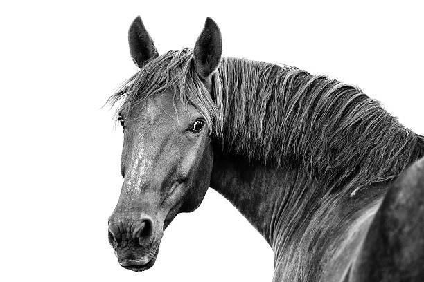 istock Black-white portrait of a draft horse 613302258