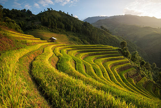 istock Beautiful landscape rice fields on terraced of Mu Cang Chai 613302582
