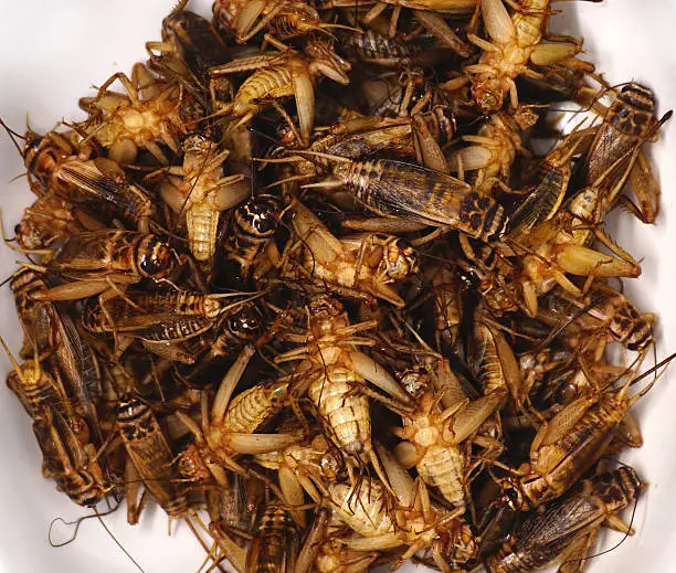 Photo of fried crickets,This local popular Thai food of northeast people