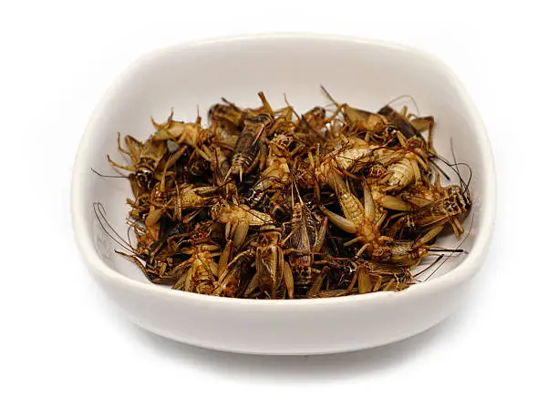 Photo of fried crickets,This local popular Thai food of northeast people