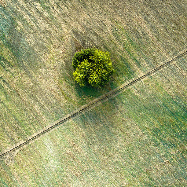 istock Aerial view over agricultural beveled fields, diagonal road and tree 613303440