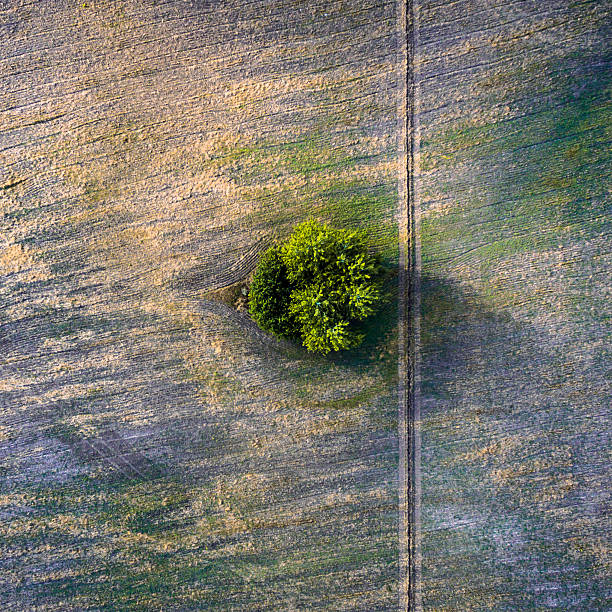 istock Aerial view over agricultural beveled fields, road and tree 613303488