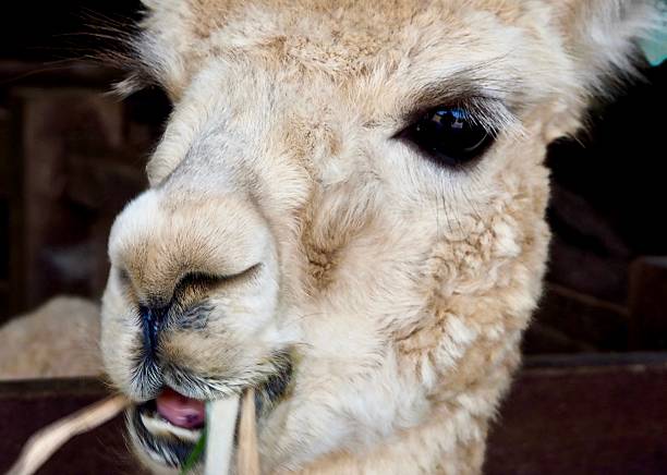 istock Portrait of White Alpaca 613303538
