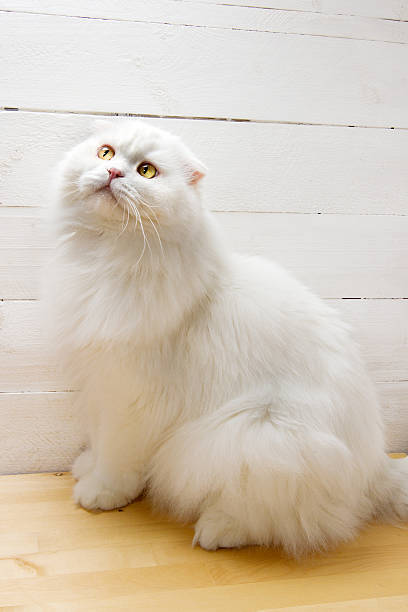 istock White cat sitting on the floor 613304318