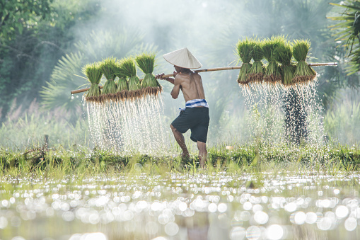 Farmers carry rice seedlings on a shoulder in the rainy season in countryside